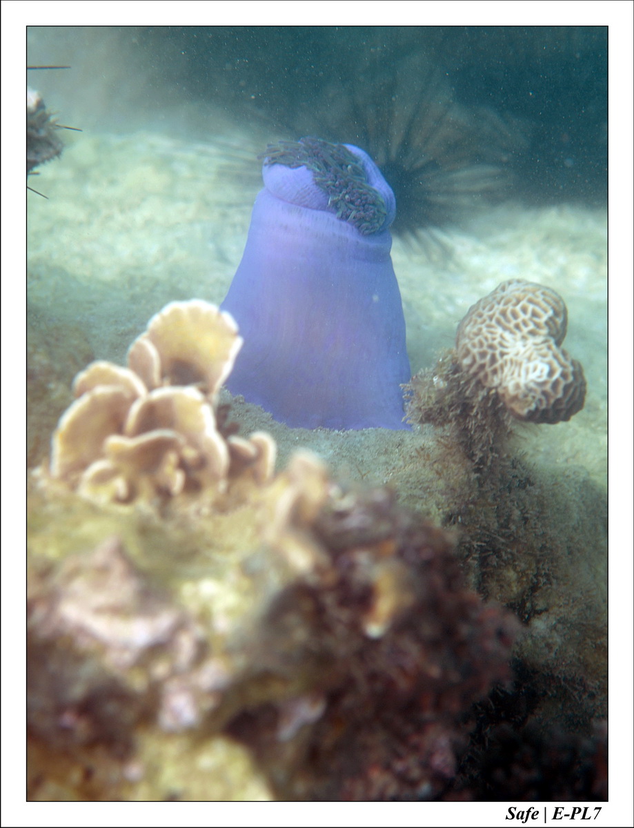 2018 - 08 - Pulau Besar - 01